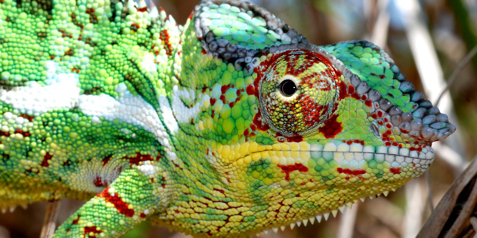 cameleon de parson, de Nosy Be